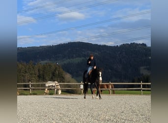 Koń westfalski, Klacz, 6 lat, Kara