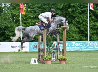 Koń westfalski, Klacz, 6 lat, Siwa jabłkowita