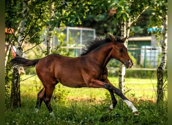 Koń westfalski, Klacz, 7 lat, 158 cm, Gniada