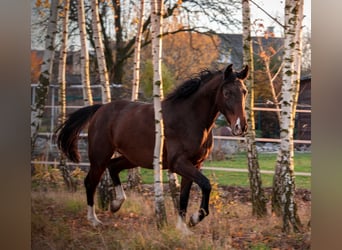 Koń westfalski, Klacz, 7 lat, 158 cm, Gniada