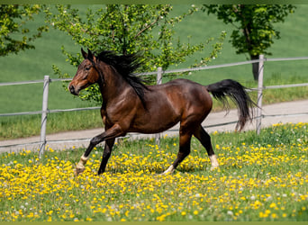 Koń westfalski, Klacz, 7 lat, 158 cm, Gniada