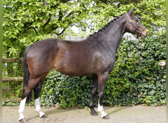 Koń westfalski, Klacz, 7 lat, 161 cm