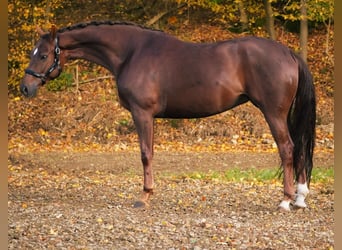 Koń westfalski, Klacz, 7 lat, 164 cm, Ciemnokasztanowata