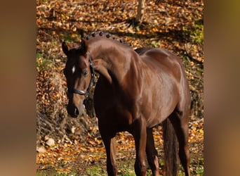 Koń westfalski, Klacz, 7 lat, 164 cm, Ciemnokasztanowata