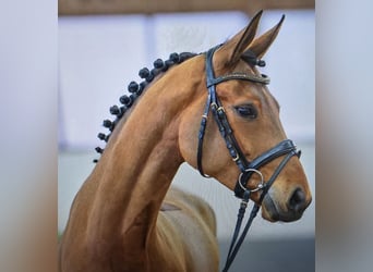 Koń westfalski, Klacz, 7 lat, 164 cm, Gniada