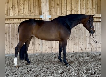Koń westfalski, Klacz, 7 lat, 164 cm, Gniada