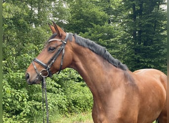 Koń westfalski, Klacz, 7 lat, 164 cm, Gniada
