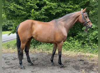 Koń westfalski, Klacz, 7 lat, 164 cm, Gniada