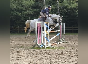 Koń westfalski, Klacz, 7 lat, 164 cm, Siwa