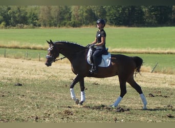 Koń westfalski, Klacz, 7 lat, 165 cm, Ciemnogniada