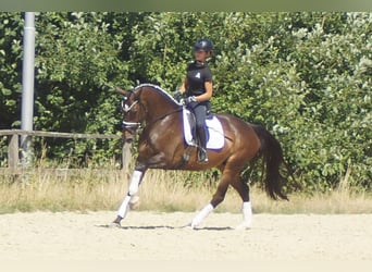 Koń westfalski, Klacz, 7 lat, 165 cm, Ciemnogniada