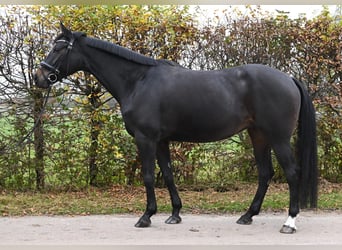 Koń westfalski, Klacz, 7 lat, 165 cm, Ciemnogniada