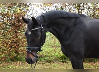 Koń westfalski, Klacz, 7 lat, 165 cm, Ciemnogniada