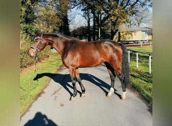 Koń westfalski, Klacz, 7 lat, 165 cm, Gniada