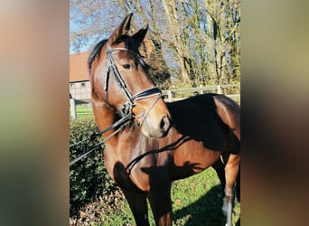 Koń westfalski, Klacz, 7 lat, 165 cm, Gniada