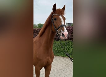 Koń westfalski, Klacz, 7 lat, 165 cm, Kasztanowata