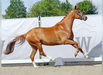 Koń westfalski, Klacz, 7 lat, 165 cm, Kasztanowata