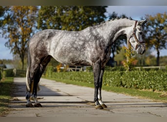 Koń westfalski, Klacz, 7 lat, 165 cm, Siwa jabłkowita