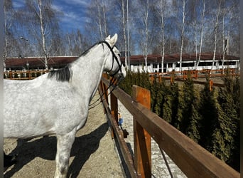 Koń westfalski, Klacz, 7 lat, 165 cm, Siwa w hreczce