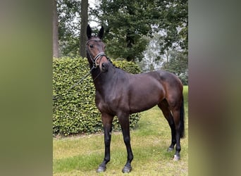 Koń westfalski, Klacz, 7 lat, 166 cm, Gniada