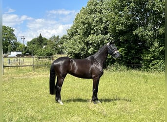 Koń westfalski, Klacz, 7 lat, 166 cm, Kara