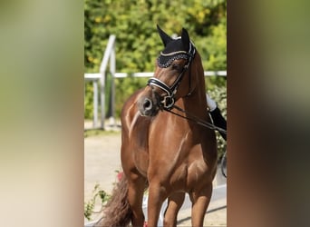 Koń westfalski, Klacz, 7 lat, 166 cm, Kasztanowata