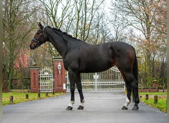 Koń westfalski, Klacz, 7 lat, 167 cm, Ciemnogniada