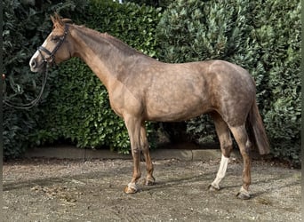 Koń westfalski, Klacz, 7 lat, 167 cm, Cisawa