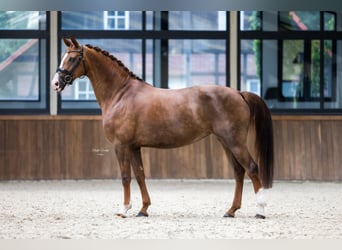 Koń westfalski, Klacz, 7 lat, 167 cm, Kasztanowata