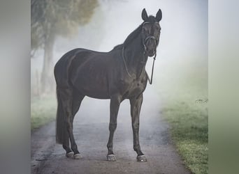 Koń westfalski, Klacz, 7 lat, 167 cm, Skarogniada