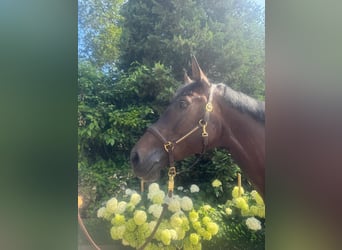 Koń westfalski, Klacz, 7 lat, 167 cm, Skarogniada