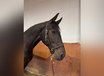 Koń westfalski, Klacz, 7 lat, 167 cm, Skarogniada