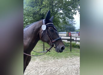 Koń westfalski, Klacz, 7 lat, 167 cm, Skarogniada