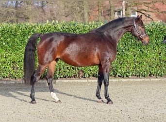 Koń westfalski, Klacz, 7 lat, 168 cm, Ciemnogniada