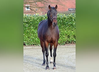 Koń westfalski, Klacz, 7 lat, 168 cm, Ciemnogniada