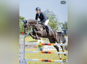 Koń westfalski, Klacz, 7 lat, 168 cm, Kara