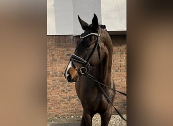 Koń westfalski, Klacz, 7 lat, 168 cm, Skarogniada