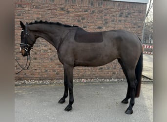 Koń westfalski, Klacz, 7 lat, 168 cm, Skarogniada