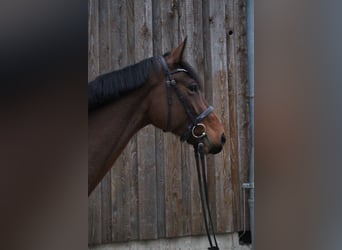 Koń westfalski, Klacz, 7 lat, 169 cm, Gniada