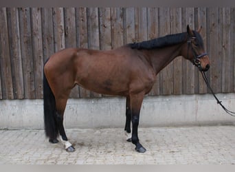 Koń westfalski, Klacz, 7 lat, 169 cm, Gniada