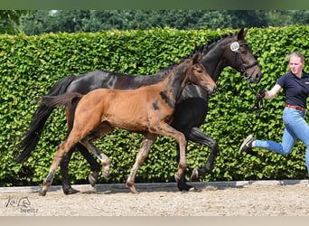 Koń westfalski, Klacz, 7 lat, 170 cm, Ciemnogniada