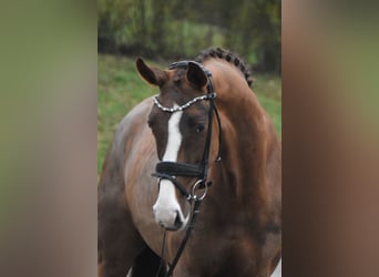 Koń westfalski, Klacz, 7 lat, 170 cm, Ciemnokasztanowata