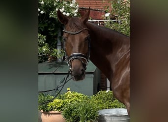 Koń westfalski, Klacz, 7 lat, 170 cm, Ciemnokasztanowata