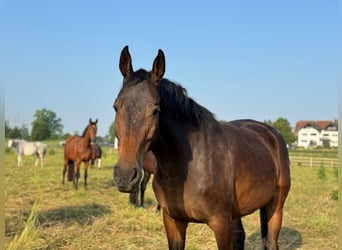 Koń westfalski, Klacz, 7 lat, 170 cm, Gniada