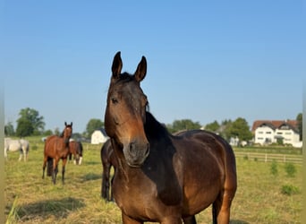 Koń westfalski, Klacz, 7 lat, 170 cm, Gniada