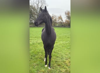 Koń westfalski, Klacz, 7 lat, 170 cm, Kara