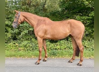 Koń westfalski, Klacz, 7 lat, 170 cm, Kasztanowata