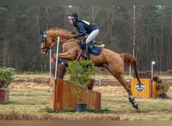 Koń westfalski, Klacz, 7 lat, 170 cm, Kasztanowata
