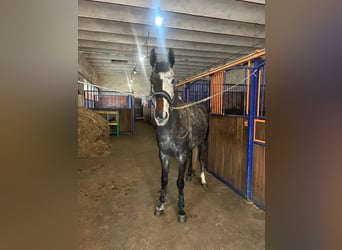 Koń westfalski, Klacz, 7 lat, 170 cm, Siwa