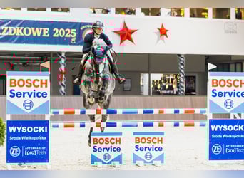 Koń westfalski, Klacz, 7 lat, 170 cm, Siwa